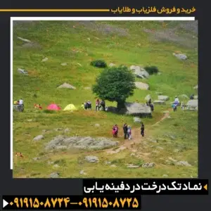 نماد درخت در گنج یابی