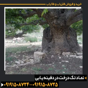 نماد درخت در گنج یابی