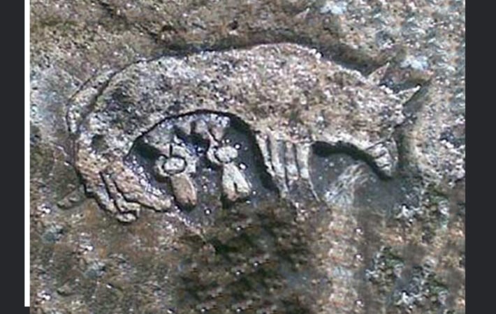 نماد گرگ در دفینه یابی