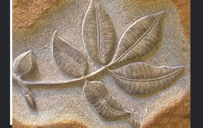 نماد گل در دفینه‌یابی و نقش آن در پیدا کردن گنج‌های پنهان 09191508725 - 09191508724